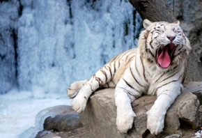 tiger, white, rock, water, wild