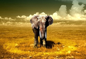 elephant, lonely, field, trees, sky, wild