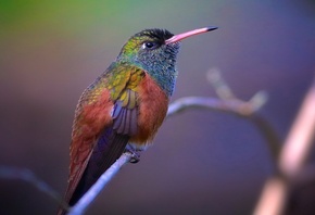 bird, branch, colors, trees, wild