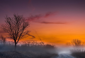 road, morning, tree, mist, tree, sky, purple