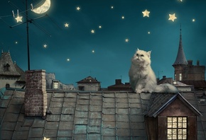 Persian white cat, kitten, Fairytale, fantasy, roof, house, sky, night, stars, moon