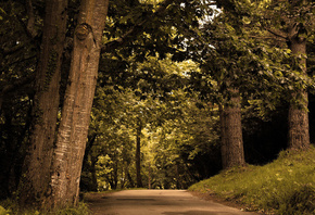 road, autumn, tree, leaves, colors