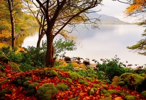 autum, tree, leaves, flower, sun, sunlight