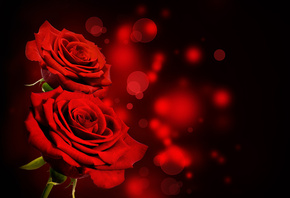 black, red, roses, flowers, 