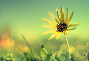 flower, sunflower.fields, sky