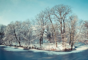 tree, frozen, lake, snow