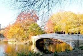 bridge, river, autumn, tree, leaves