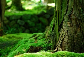 forest, tree, leaves, green, grass