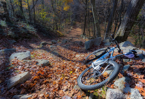 bike, path, tree, leaves, forest, autumn