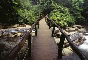 bridge, river, rock, water, tree, river, green, forest