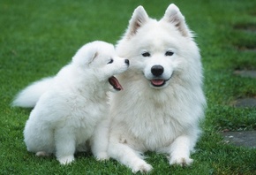 samoyed, puppy, cute, dog, white