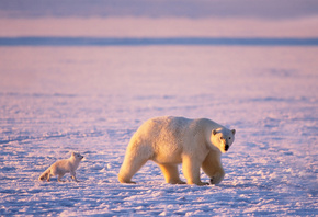 bear, mom, puppy, snow, ice, wild