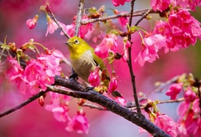 bird, tree, branch, leaves, fly, forest, flower