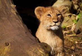 lion, cub, forest, tree, wild, feline