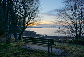 forest, tree, leaves, branch, green, bench