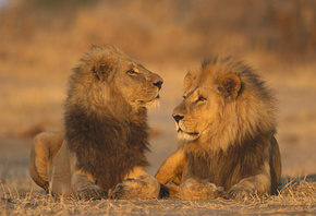 lion, wild, bigcat, savage, grass