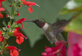 flower, bird, branch, tree, colibri, fly