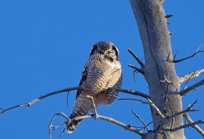 owl, bird, tree, fly, wild