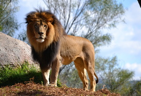 lion, wild, bigcat, savage, grass, rock
