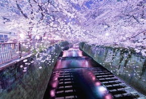 tokio, japan, blossom, tree, flower