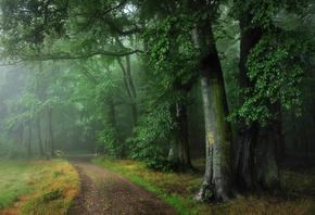 forest, path, tree, green