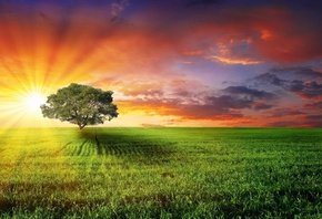 sunlight, tree, sun, clouds, grass