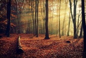 forest, tree, leaves, autumn