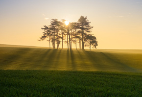 sunlight, tree, sun, clouds, grass