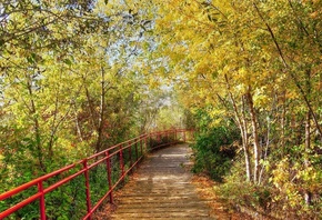 path, leaves, tree, forest, autumn