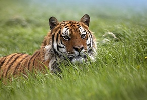 bengal, tiger, grass, wild, bigcat