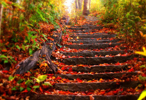 autumn, leaves, road, tree, path