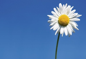 sunflower, fileds, branch, flower, sky