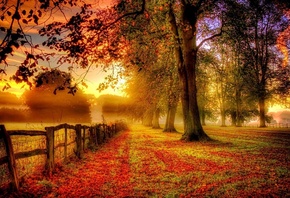 autumn, forest, patch, leaves, tree, fences