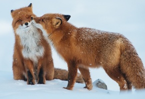 red fox, snow, forest, winter