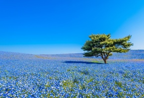 Hitachi Seaside Park, Hitachinaka, Japan,    , , , , , , 