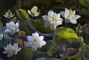 Lotus, Flowers, flora