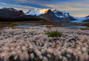 fairy dust dreams - columbia icefields, icefields parkway, alberta,  ...
