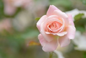 rose, BUD, Macro, bokeh