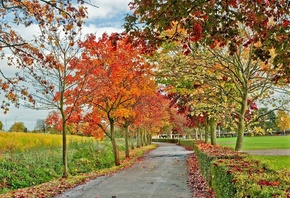 colorful, autumn, tree, nature