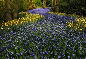 , keukenhof, , , , , 