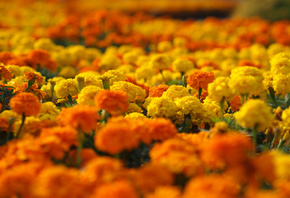 marigolds, , , , , 