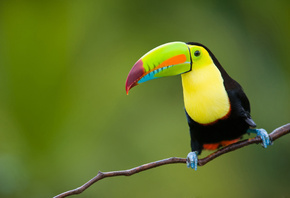 , , , toucan, , , nature, , animals, , , , , , travel, my planet, 