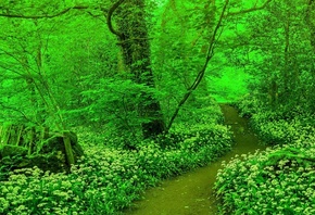 forest, tree, path, green