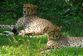 aniamls, cheetahs, forest, tree