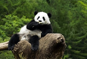 panda, tree, branch, bear