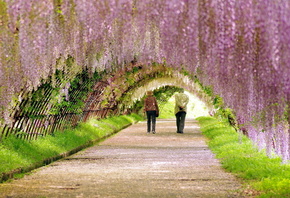 flower, blossom, tree, colors