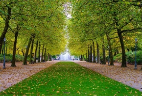 tree, road, leaves, green