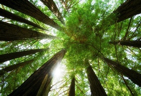 forest, tree, sunlight, leaves.green