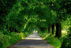 green, road, tree, path