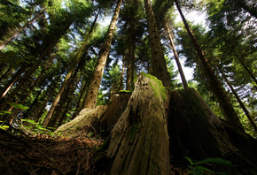 tree, trunk, thigh, forest, grass